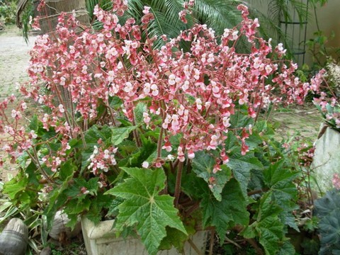 B. ‘Cachuma’